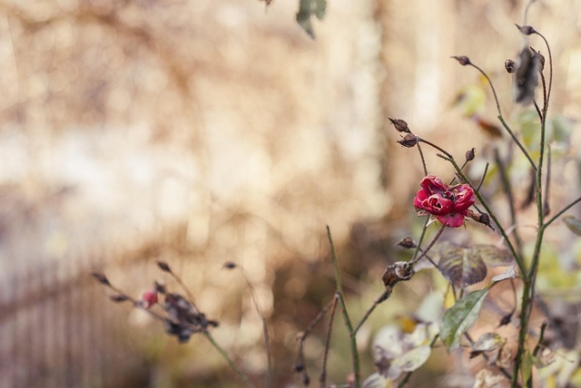 Free Roses Rose Garden photo and picture