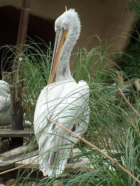 Free Bird Pelican photo and picture