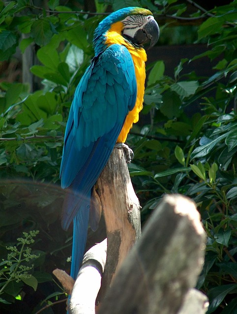 Free Parrot Animal photo and picture