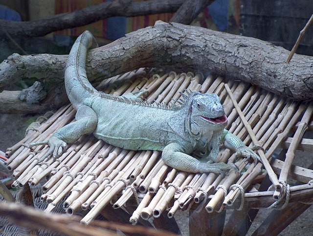 Free Iguana Zoo photo and picture