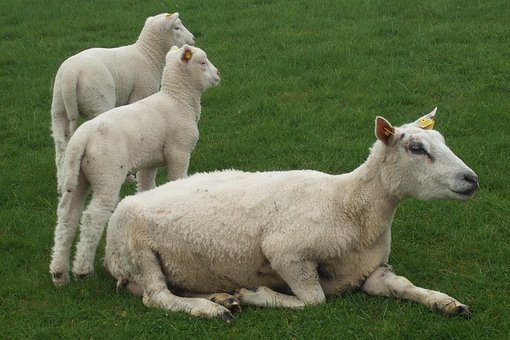 Free Sheep Lamb photo and picture