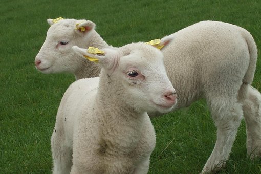 Free Sheep Lamb photo and picture