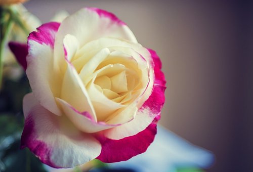 Free Rose Macro photo and picture