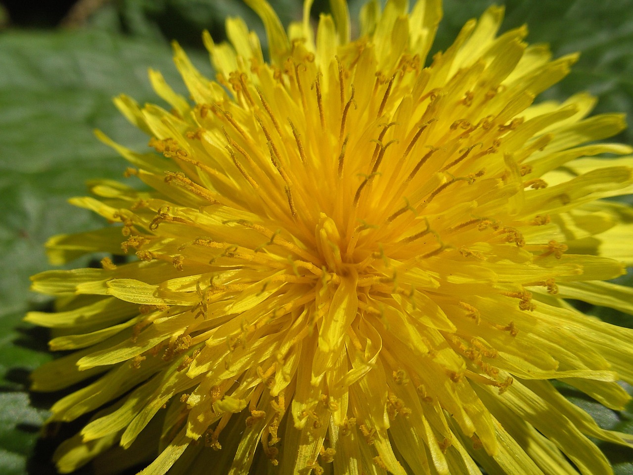 Löwenzahn Blume Blumen - Kostenloses Foto auf Pixabay - Pixabay
