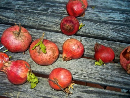 Free Pomegranate Wood photo and picture