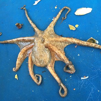 Free Octopus Polyp photo and picture