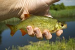 coarse fishing, rudd, river fishing