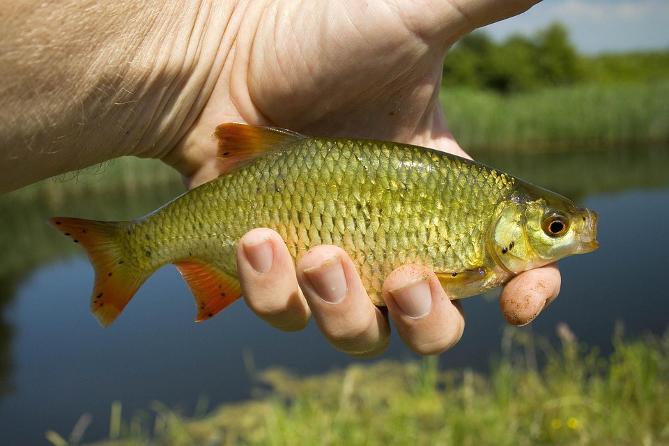 Cast Away: Essential Freshwater Fishing Tips for Beginners