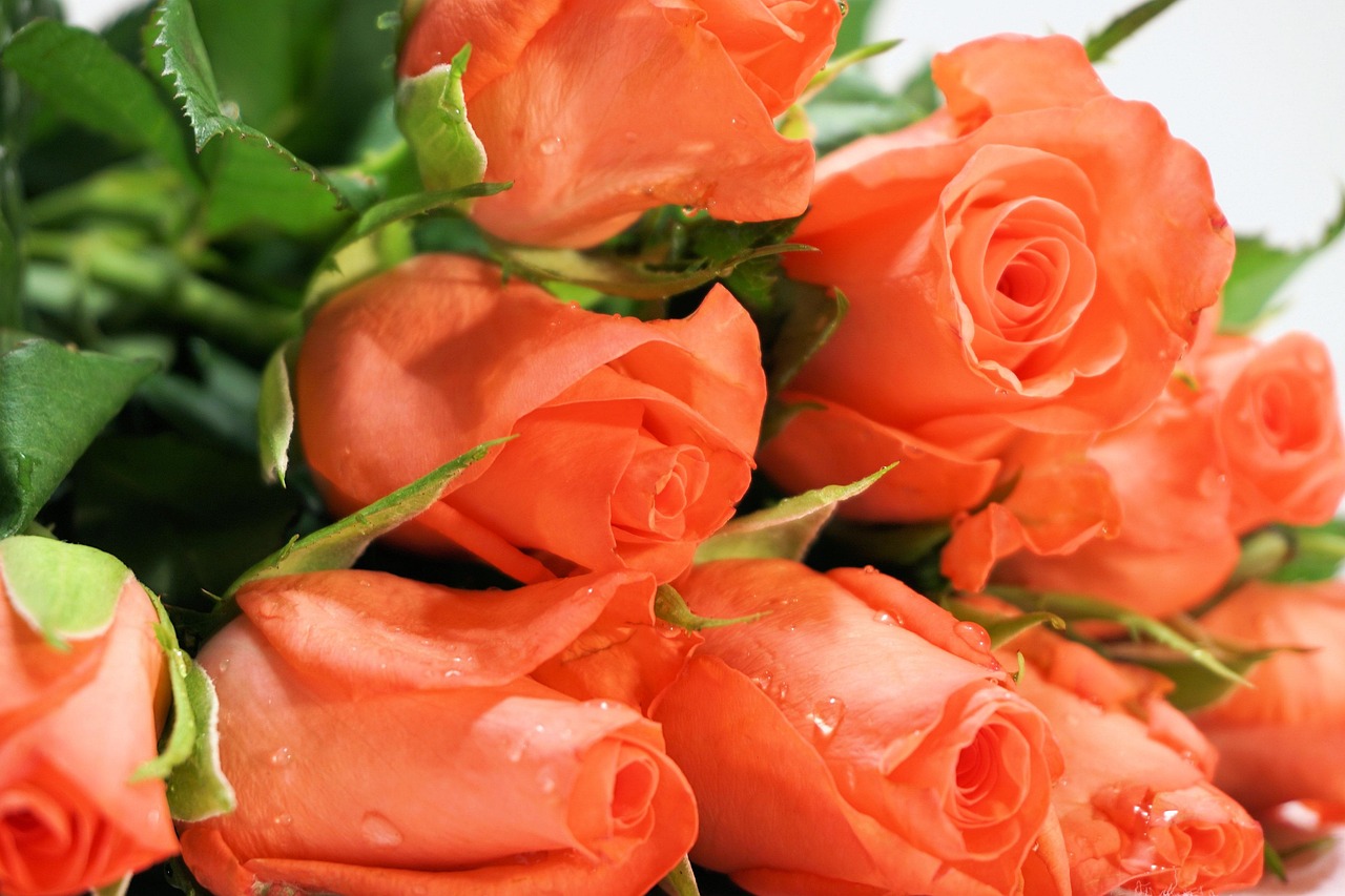 Roses Flower Flowery Free photo on Pixabay Pixabay