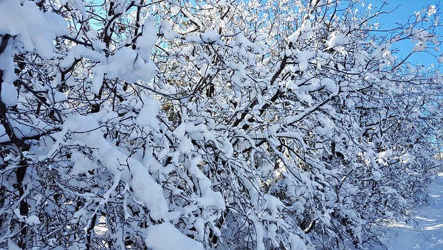 Free Snow Trees photo and picture