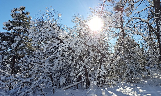 Free Snow Winter photo and picture