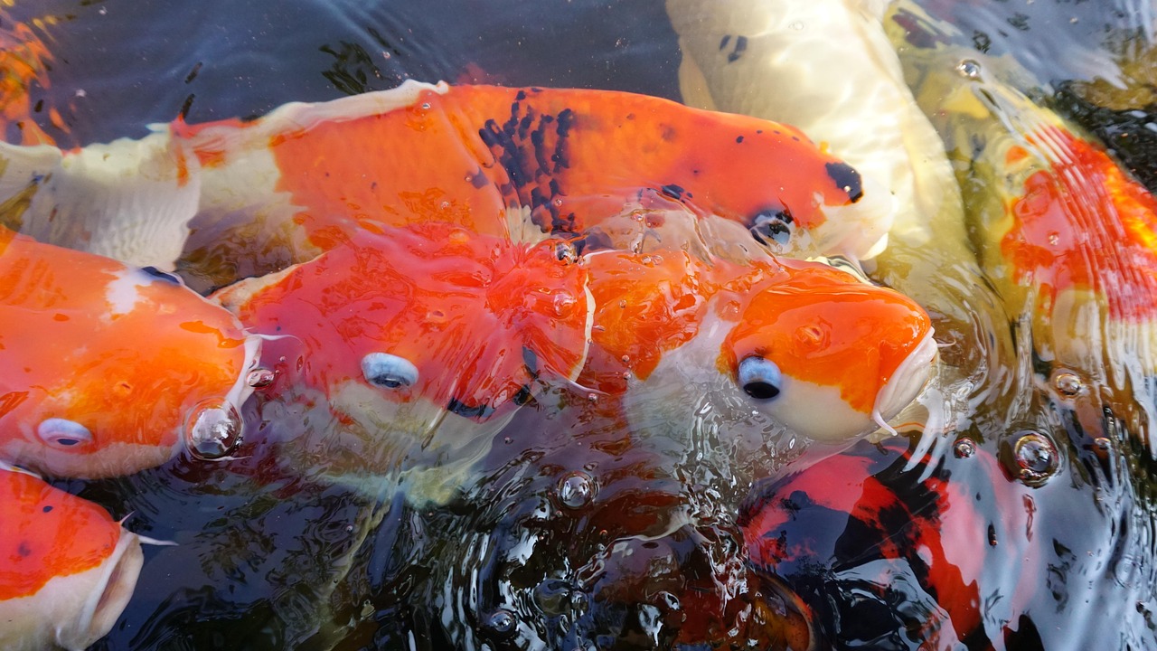 Fish - free online jigsaw puzzle photo