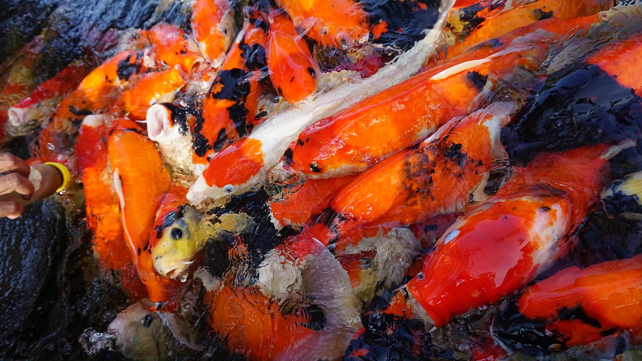 Fish - free online jigsaw puzzle photo