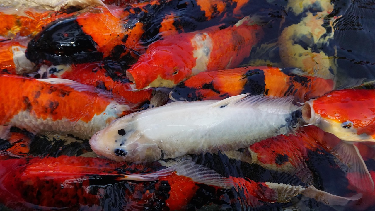 Fish - free online jigsaw puzzle photo