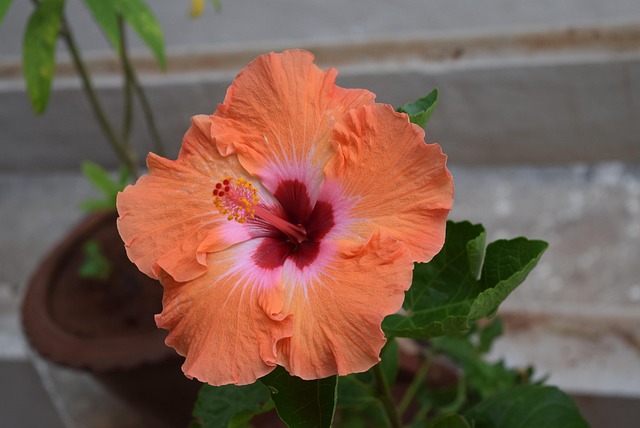 Free Hibiscus Rosa-Sinensis photo and picture