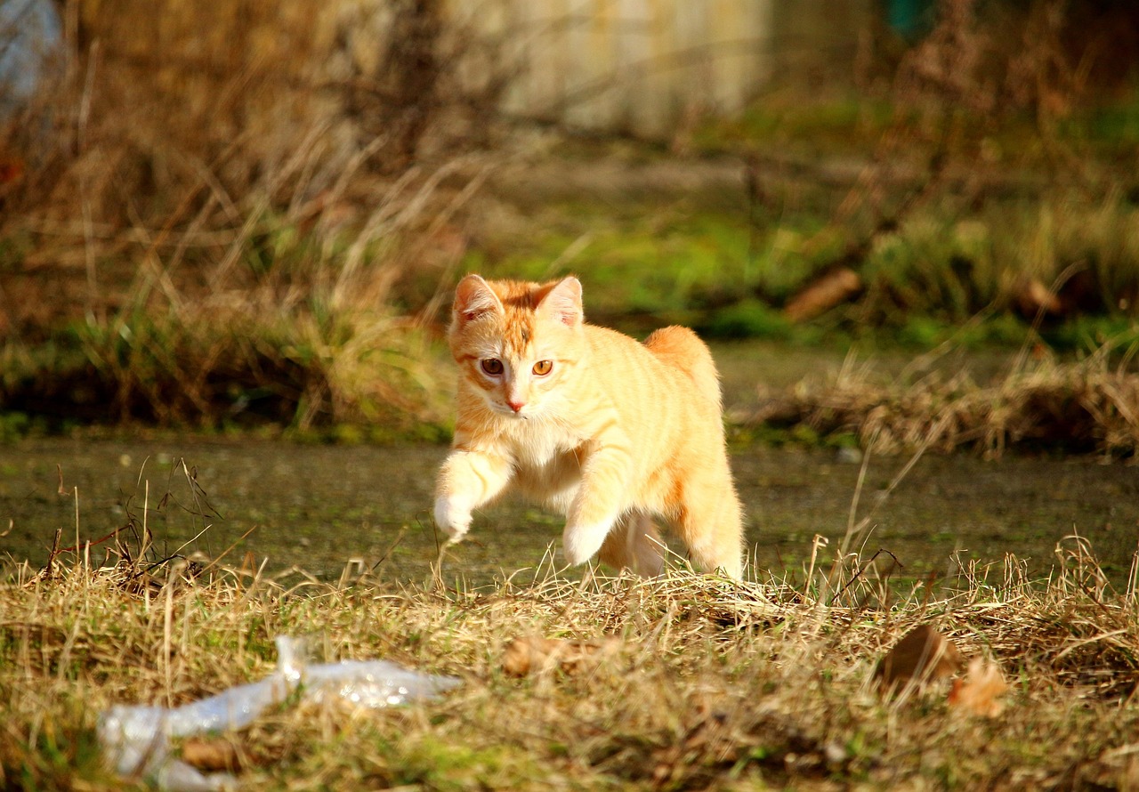 700+ kostenlose Katzenbaby und Haustier-Bilder - Pixabay
