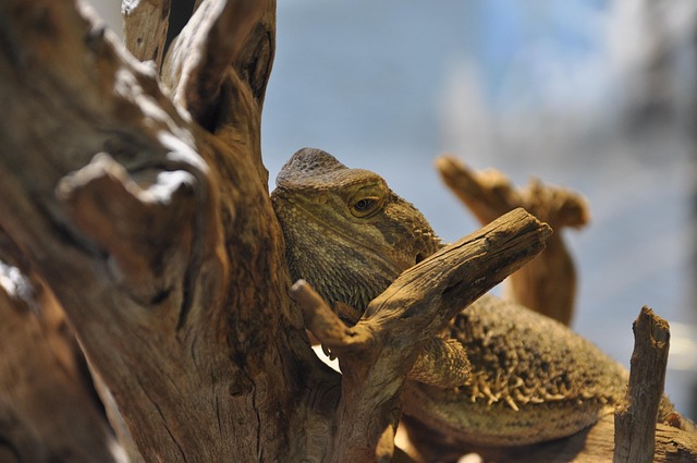 Bartagame, Reptil, Terrarium, Tier, Zoo