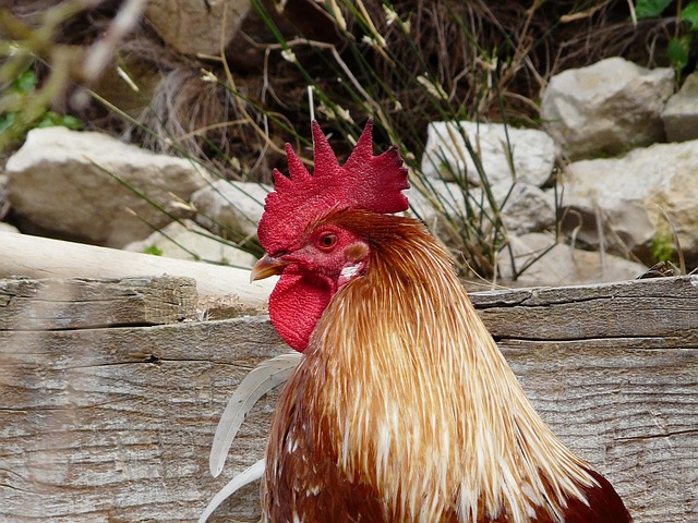 Free Animal Rooster photo and picture