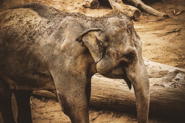 Free Elephant Nature photo and picture
