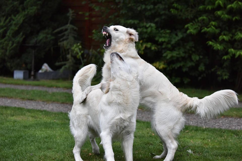 Golden Retriever Game Ginger And Free photo on Pixabay Pixabay