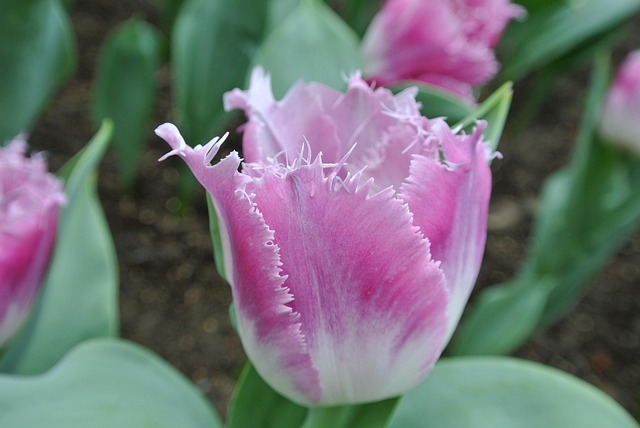 Free Tulips Flower photo and picture