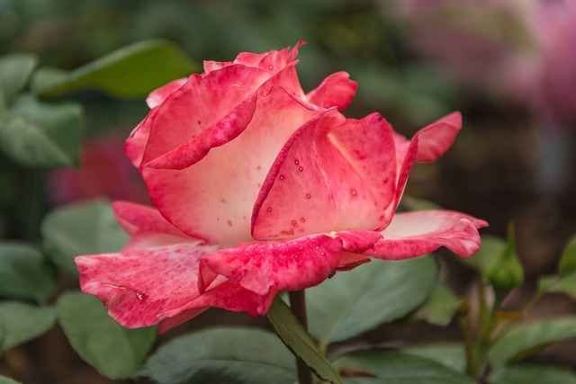 Rose, Plante, Blomst, Rosenblomst
