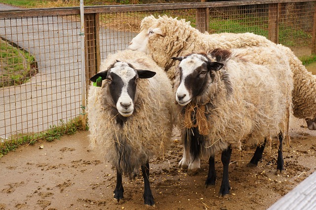Free Sheep Animal photo and picture