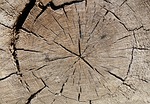 wood, old, cross section