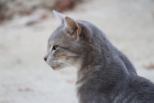 Free Cat Grey photo and picture