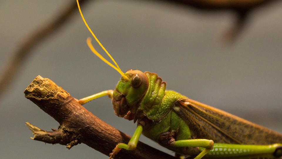 Insect Antennae Free photo on Pixabay Pixabay