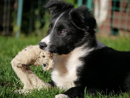 Border Collie, Dyr, Hundehvalp, Kæledyr