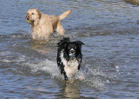Border Collie, Golden Retriever