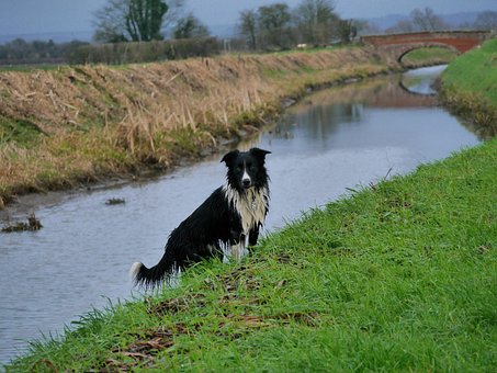 Border Collie, Rive, Bro, Hund