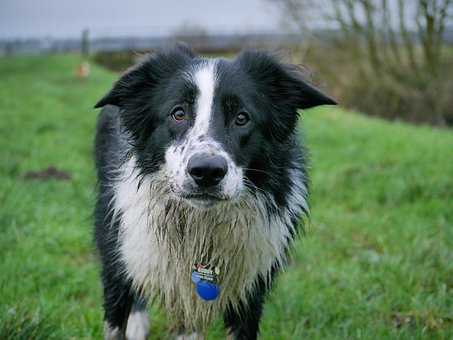Border Collie, Hund, Collie, Grøn Kant
