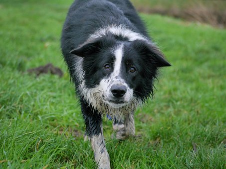Border Collie, Hund, Collie, Hunde