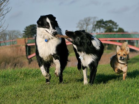 Border Collie, Natur, Hunde, Der Leger