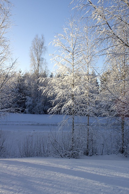Free Winter Wood photo and picture
