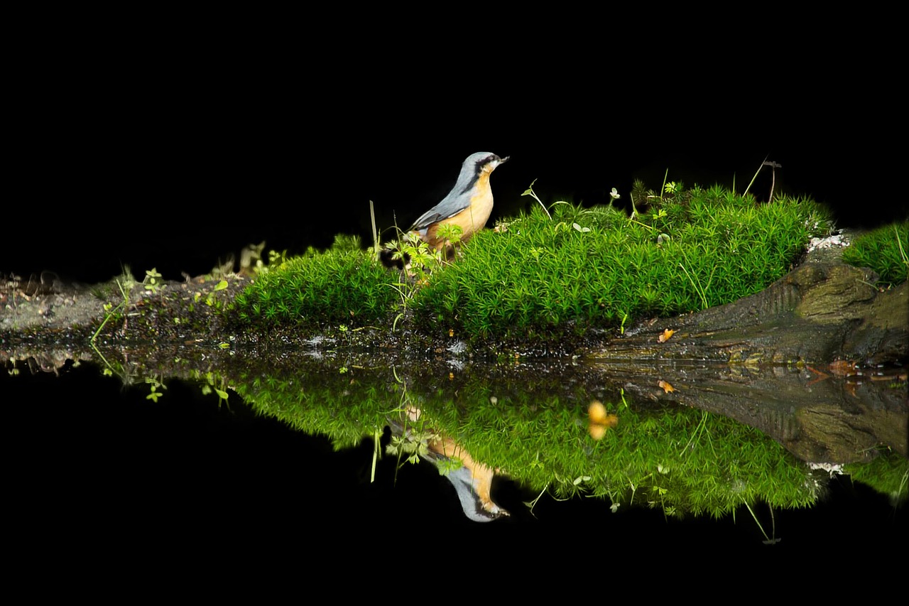 Bird Reflection Tree Trunk - Free photo on Pixabay - Pixabay