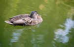 duck, bird, closeup
