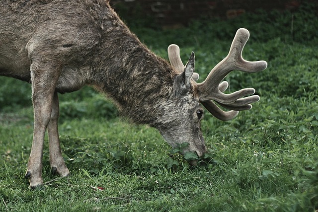 Hert, Natuur, Het Dier