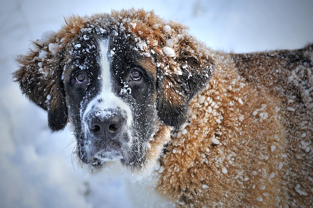 Download free HD stock image of Merry Christmas Dog Free Merry Christmas Dog photo and picture