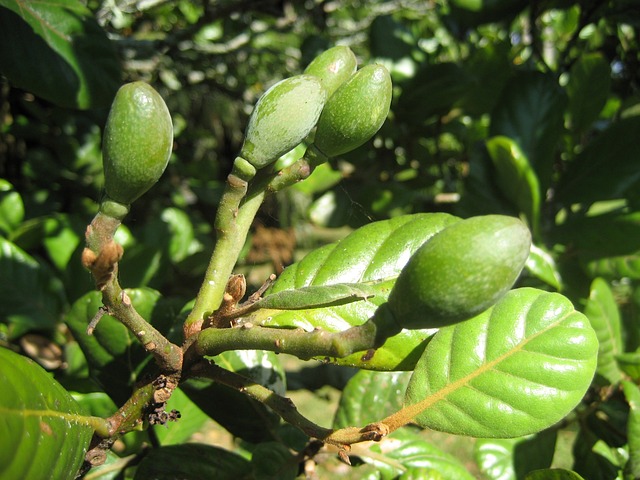 Free Unripe Berries Tree photo and picture