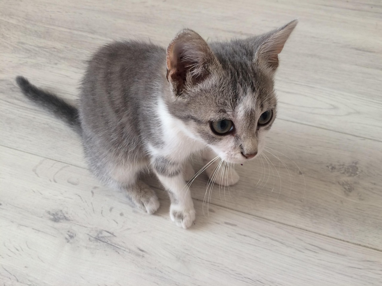 Katzengeburtstagsparty-Zubehör Set - Geburtstagshut Mit Zahlen & Lätzchen, Blau, Für Katzen & Kätzchen