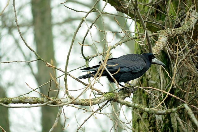 Rook Oiseau Arbre - Photo gratuite sur Pixabay - Pixabay