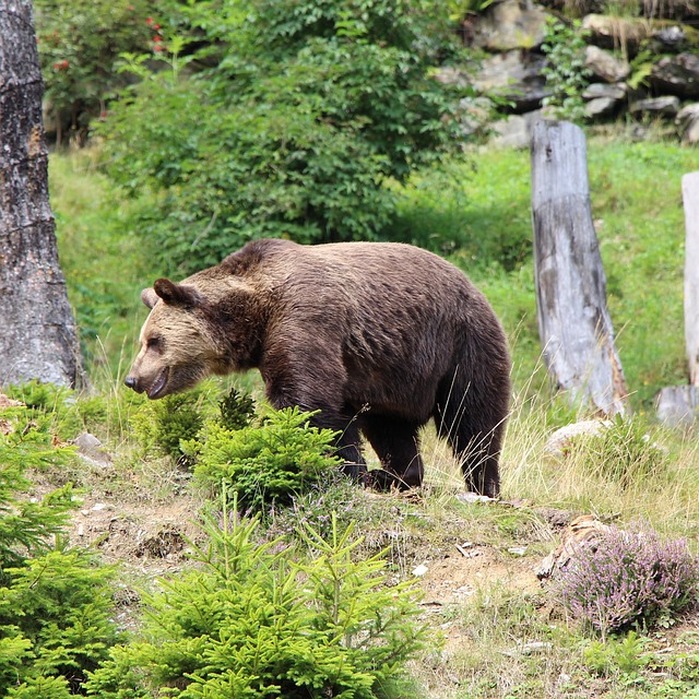 Free Bear Nature photo and picture