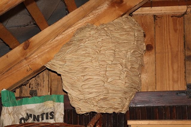 Free Hornets Nest photo and picture