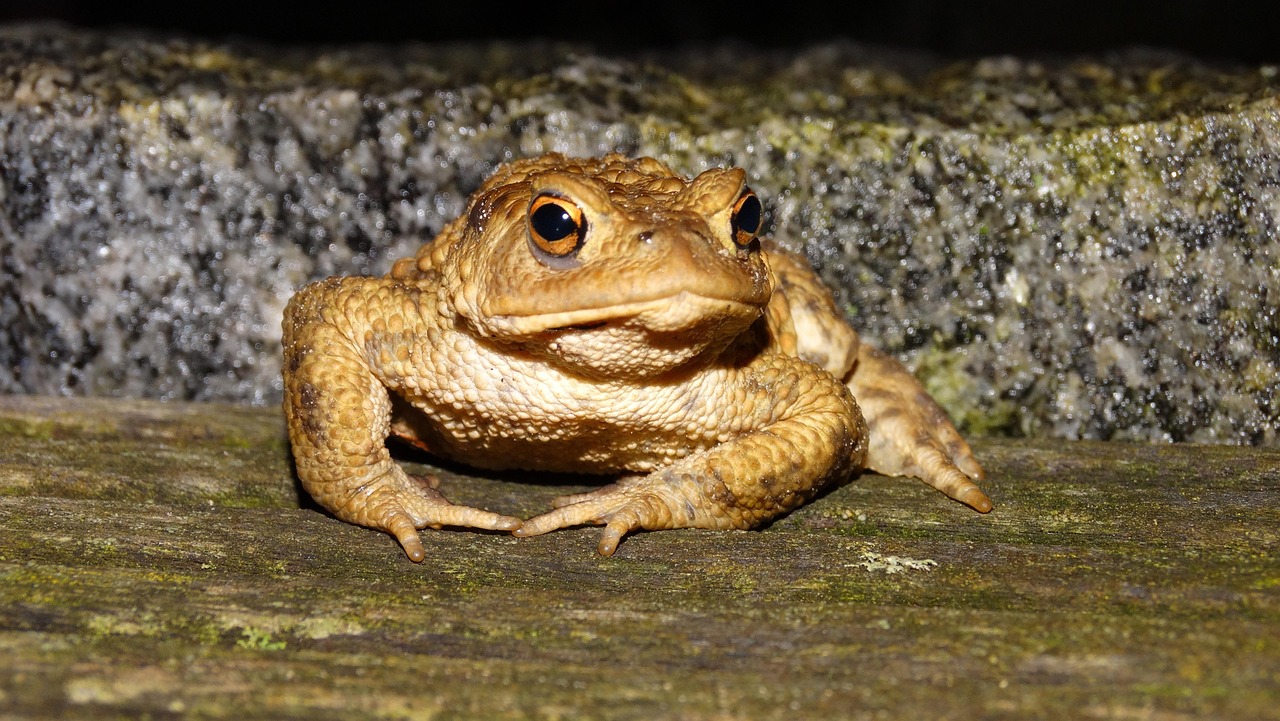 Frog - free online jigsaw puzzle photo