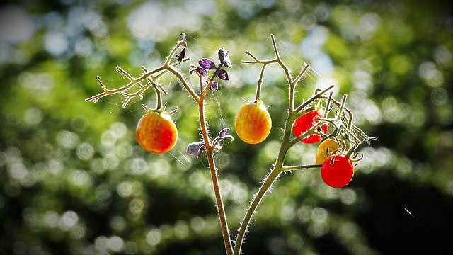 Free Tomatoes Harvest photo and picture