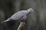 wood pigeon, birds, bird