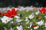 anemone, field, flowers